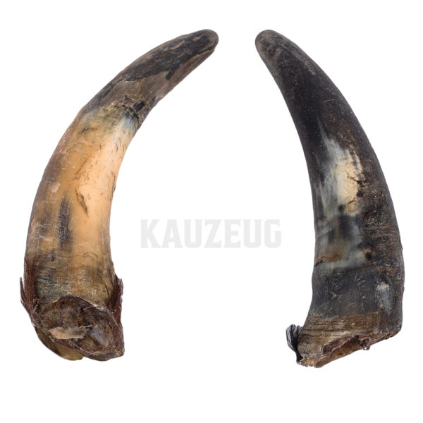 Rinderhörner Rinderhörner – Natürlicher, extra harter Hundekauartikel