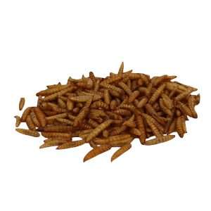 Larven Hermetia Larven – Natürlicher Hundesnack mit Insektenprotein